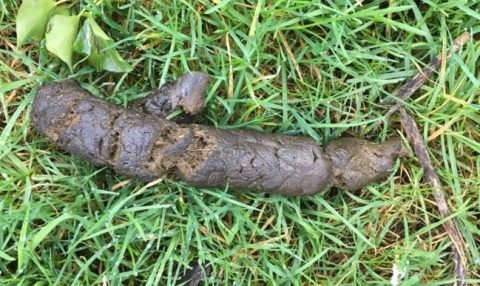Dog Faeces on Church Street and Public Footpaths Around The Village ...